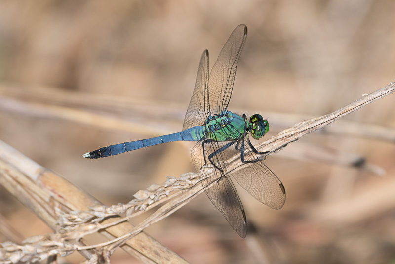 eastern pondhawk